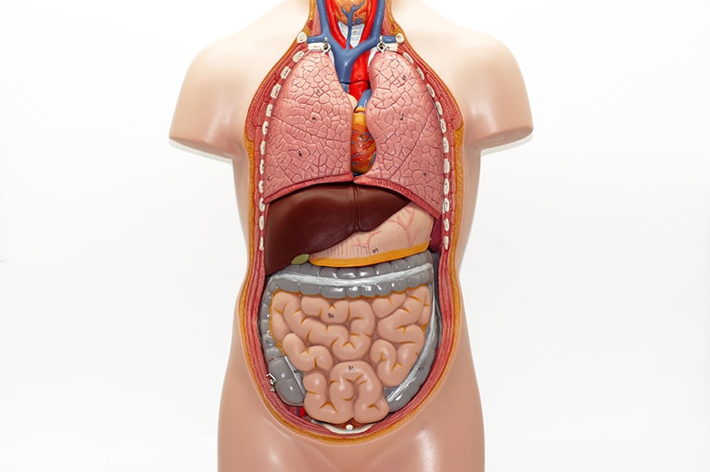 abdominal ultrasound organs